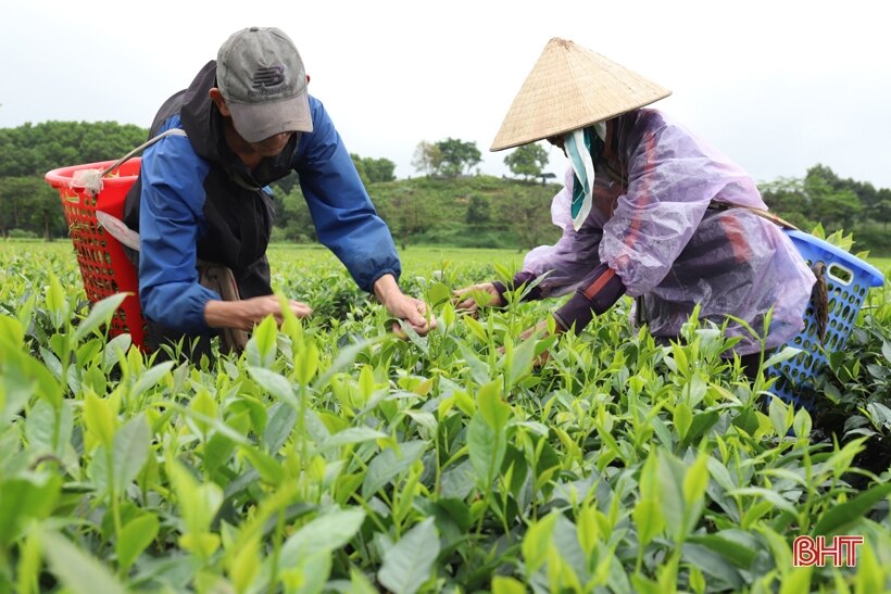 Mênh mông đồi chè Tây Sơn