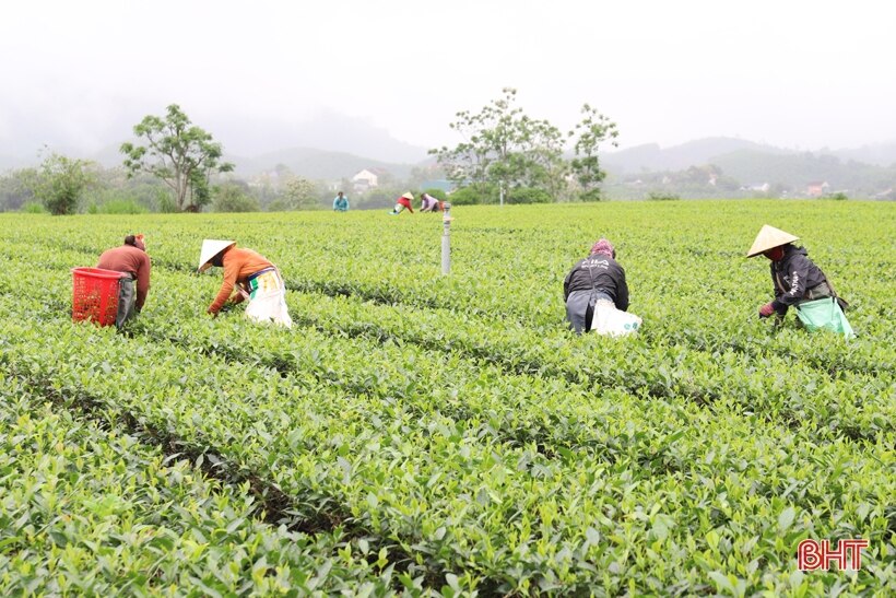 Mênh mông đồi chè Tây Sơn