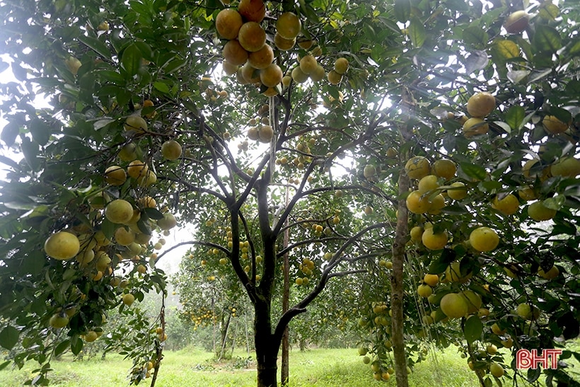 Ngắm những cây cam “siêu quả” ở Hà Tĩnh