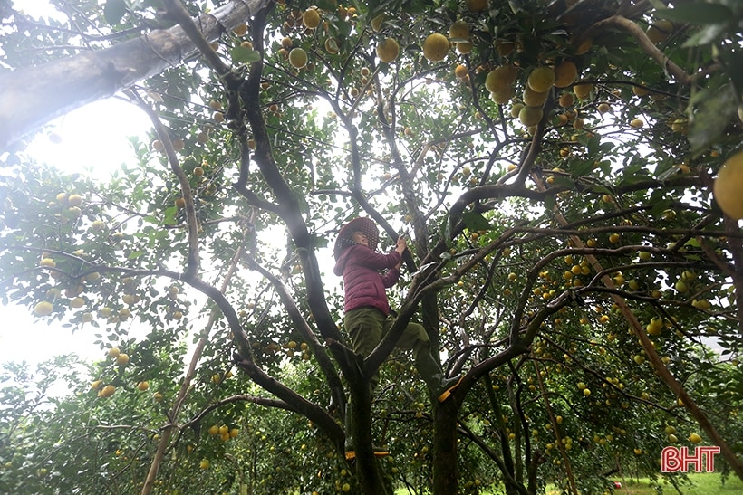 Ngắm những cây cam “siêu quả” ở Hà Tĩnh