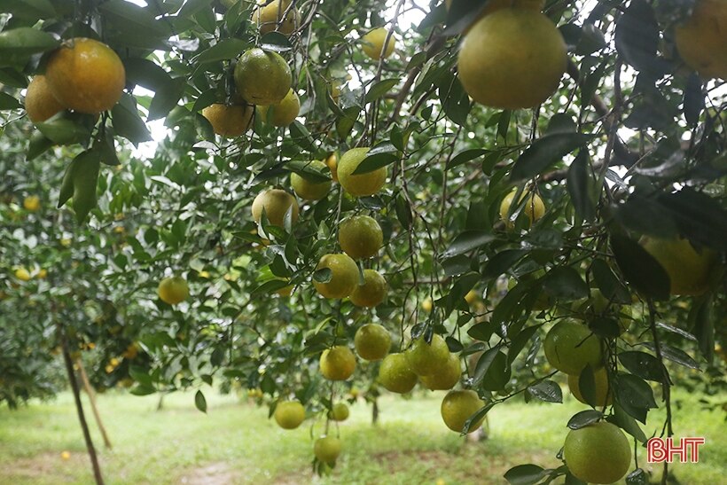 Ngắm những cây cam “siêu quả” ở Hà Tĩnh