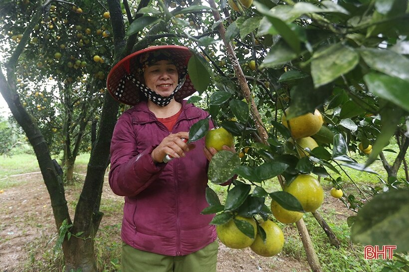 Ngắm những cây cam “siêu quả” ở Hà Tĩnh