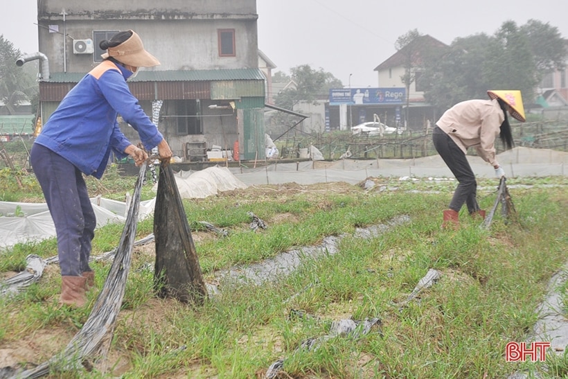 Các địa phương ở Hà Tĩnh đẩy nhanh tiến độ sản xuất vụ đông