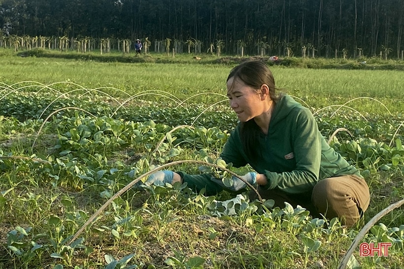 Nông dân vựa rau giống Can Lộc tất bật vào mùa thu hoạch