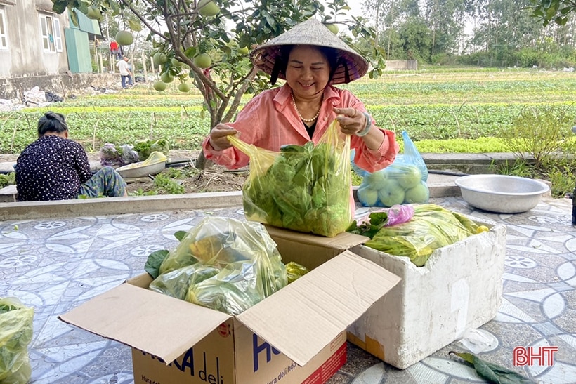 Nông dân vựa rau giống Can Lộc tất bật vào mùa thu hoạch