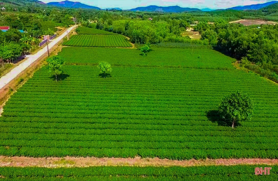 Xây dựng huyện nông thôn mới - Kỳ Anh nỗ lực bứt phá (bài 1): Tìm giá trị mới cho nông nghiệp, nông thôn