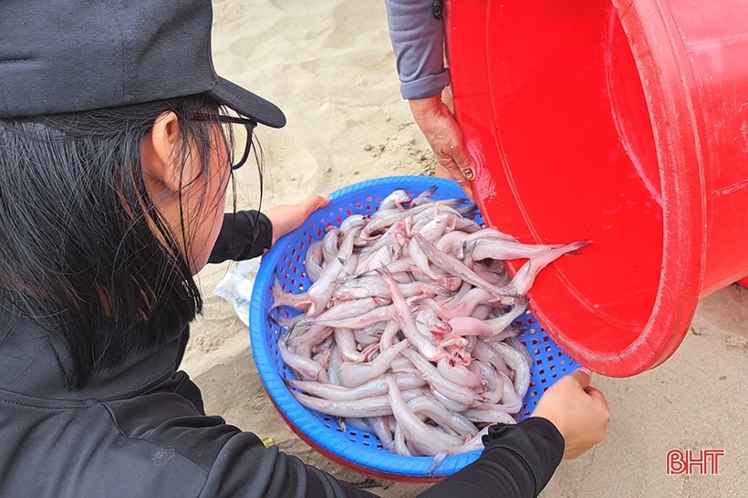 Cá cháo Nghi Xuân tươi ngon, được giá