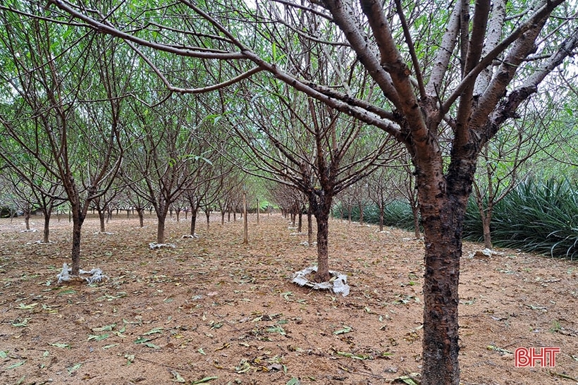 Người trồng đào phai Cổ Đạm tất bật vào vụ tết