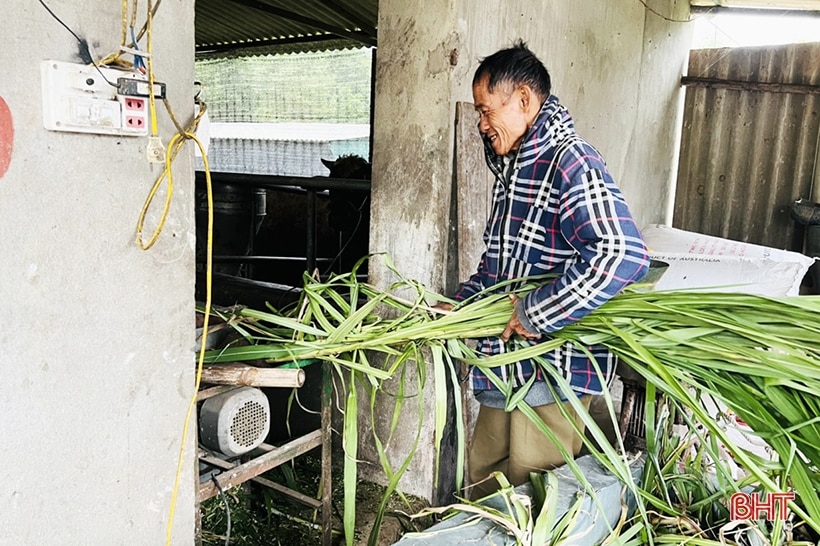 Nông dân Hà Tĩnh “kích hoạt” phương án chống rét cho gia súc, gia cầm