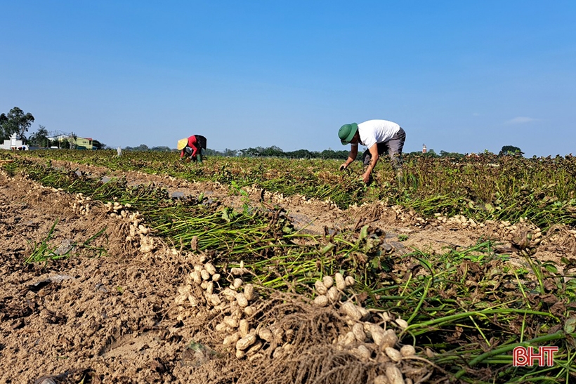 Nông dân Nghi Xuân “vượt rét” thu hoạch lạc thu đông