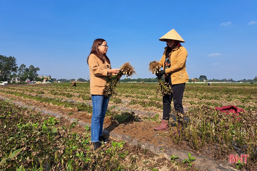 Nông dân Nghi Xuân “vượt rét” thu hoạch lạc thu đông