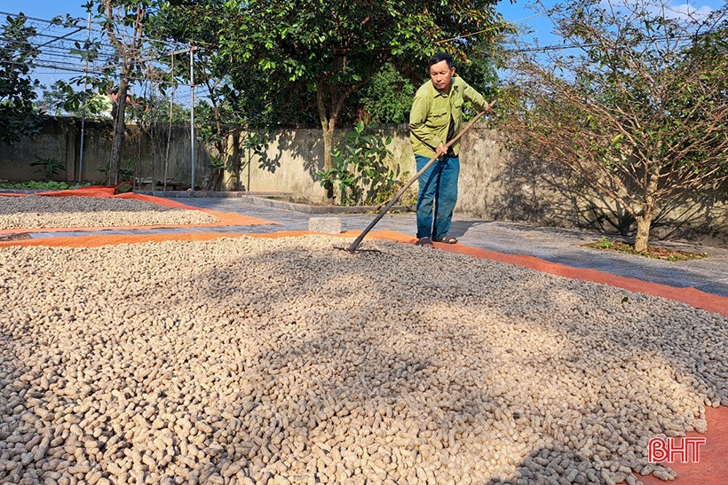 Nông dân Nghi Xuân “vượt rét” thu hoạch lạc thu đông