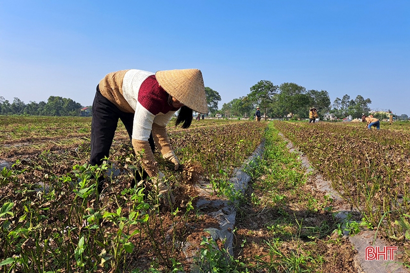 Nông dân Nghi Xuân “vượt rét” thu hoạch lạc thu đông