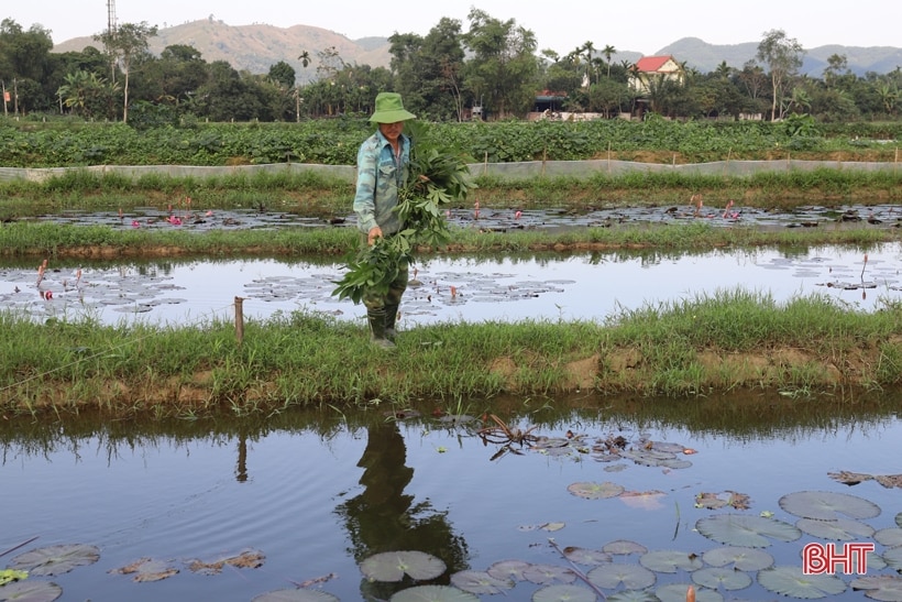 Nông dân huyện miền núi Hương Sơn chia sẻ kinh nghiệm nuôi ốc bươu đen