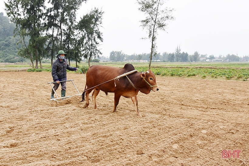 Lộc Hà phấn đấu phủ kín hơn 4.774 ha cây trồng vụ xuân