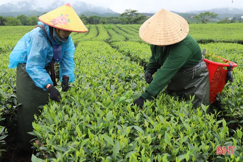 Mênh mông đồi chè Tây Sơn