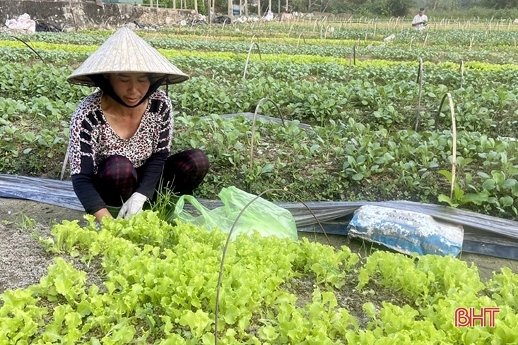 Nông dân vựa rau giống Can Lộc tất bật vào mùa thu hoạch