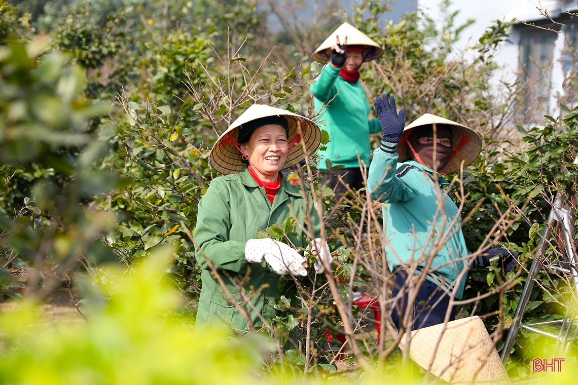 Làng mai vàng ở Hà Tĩnh vào vụ tết, đắt nhất 30 triệu đồng/cây