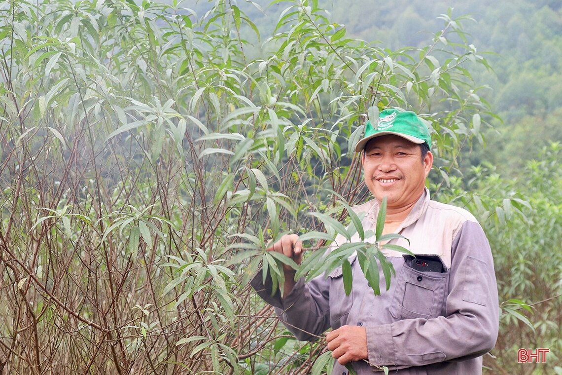 Người dân thủ phủ đào phai Hà Tĩnh tất bật vào mùa tuốt lá 