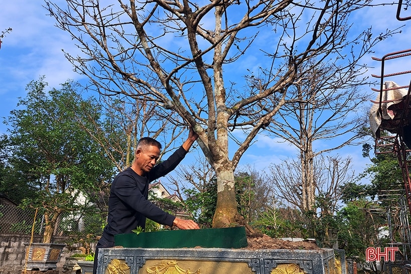 Khám phá vườn bonsai tiền tỷ ở Nghi Xuân