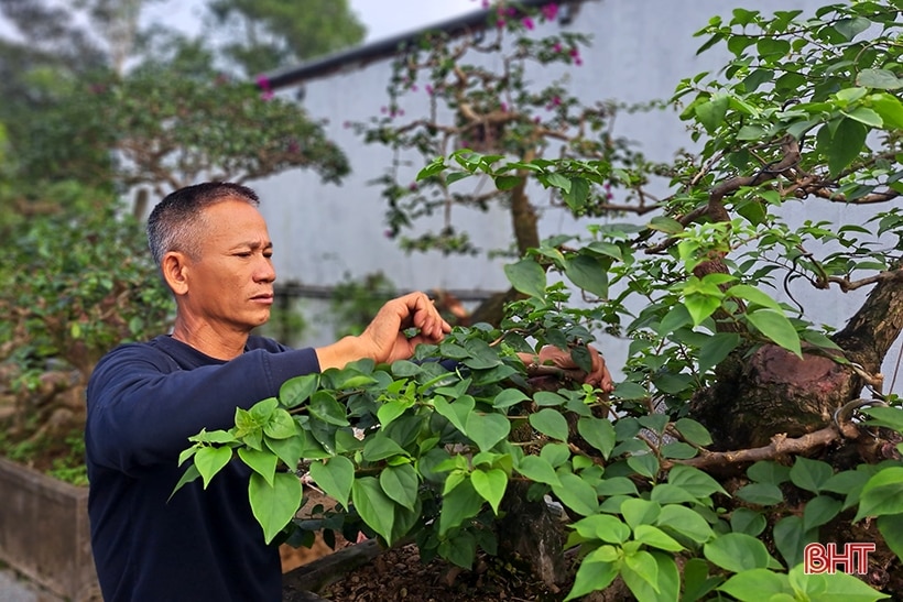 Khám phá vườn bonsai tiền tỷ ở Nghi Xuân