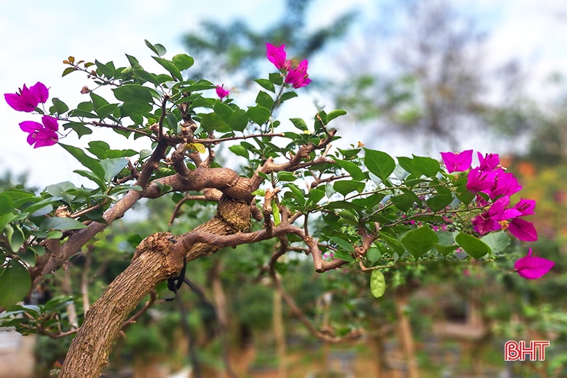 Khám phá vườn bonsai tiền tỷ ở Nghi Xuân