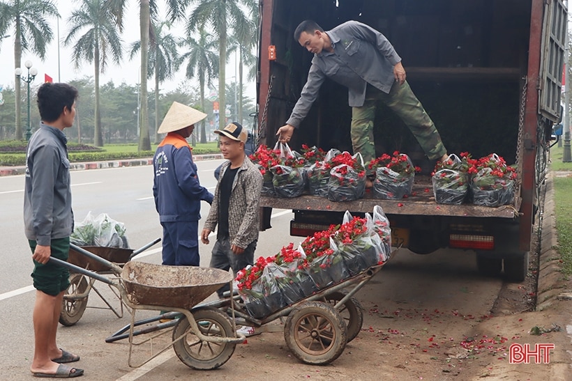 Khởi động thị trường hoa, cây cảnh tết ở Hà Tĩnh