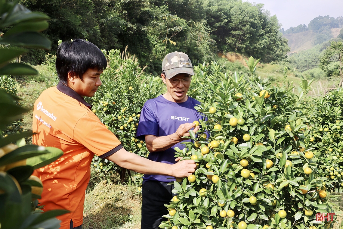 Mê mẩn vườn quất cảnh ở huyện miền núi Hà Tĩnh