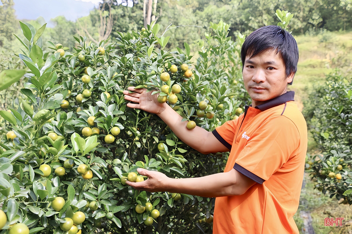 Mê mẩn vườn quất cảnh ở huyện miền núi Hà Tĩnh