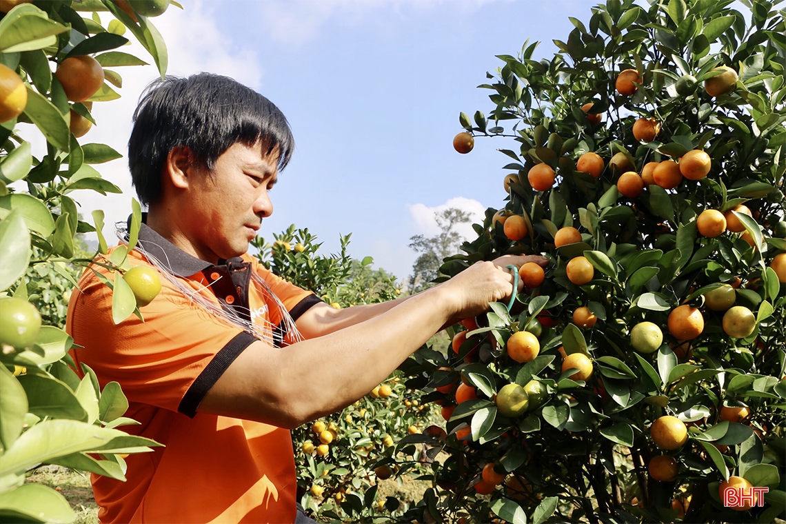 Mê mẩn vườn quất cảnh ở huyện miền núi Hà Tĩnh