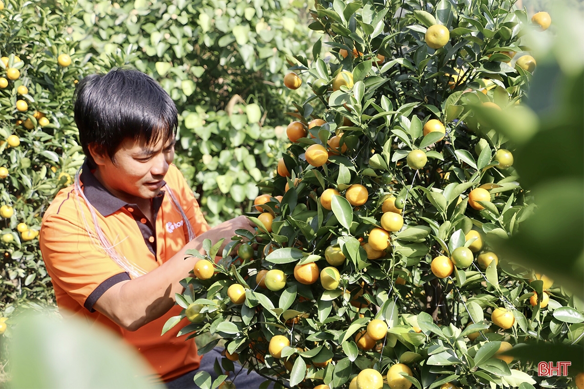 Mê mẩn vườn quất cảnh ở huyện miền núi Hà Tĩnh