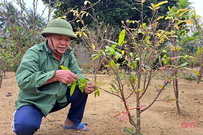 Ngắm vườn mai vàng dự kiến thu gần nửa tỷ đồng của lão nông Nghi Xuân