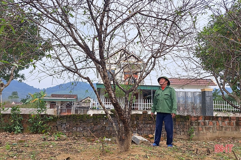 Ngắm vườn mai vàng dự kiến thu gần nửa tỷ đồng của lão nông Nghi Xuân