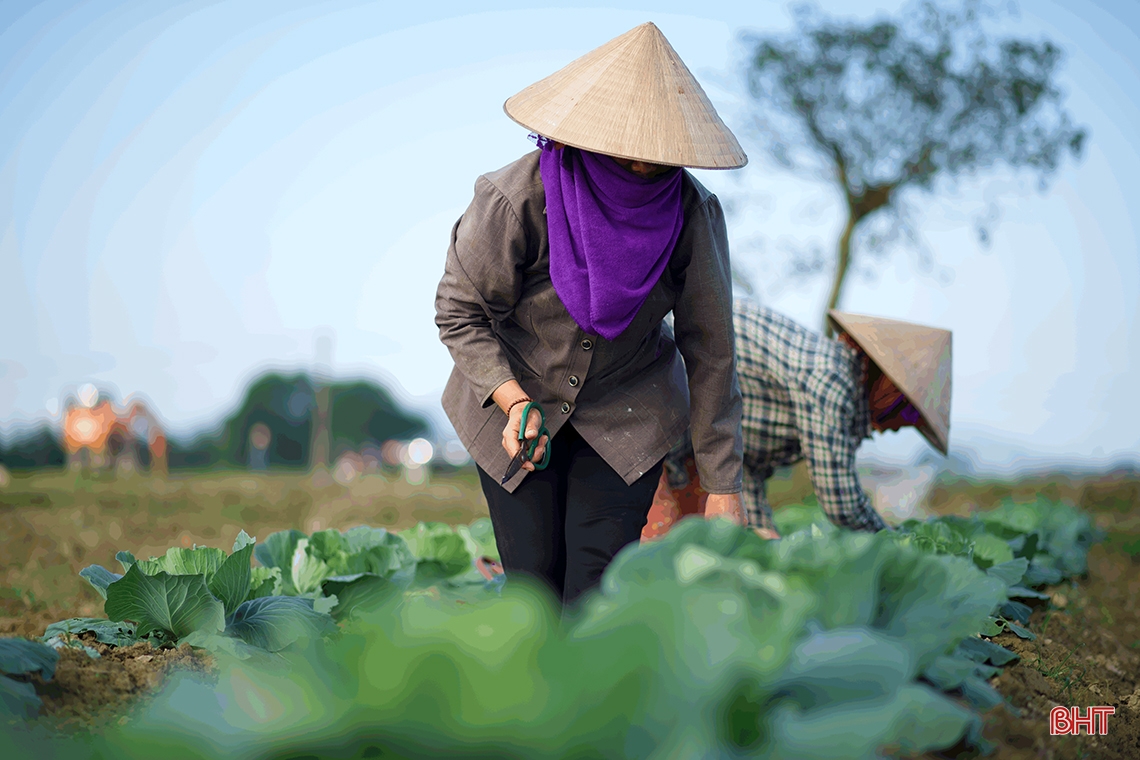 Nông dân vựa rau TX Kỳ Anh kỳ vọng vụ tết được mùa, được giá