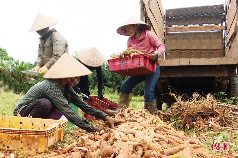 Người trồng sắn huyện Kỳ Anh mở rộng diện tích, kỳ vọng tiếp tục được mùa