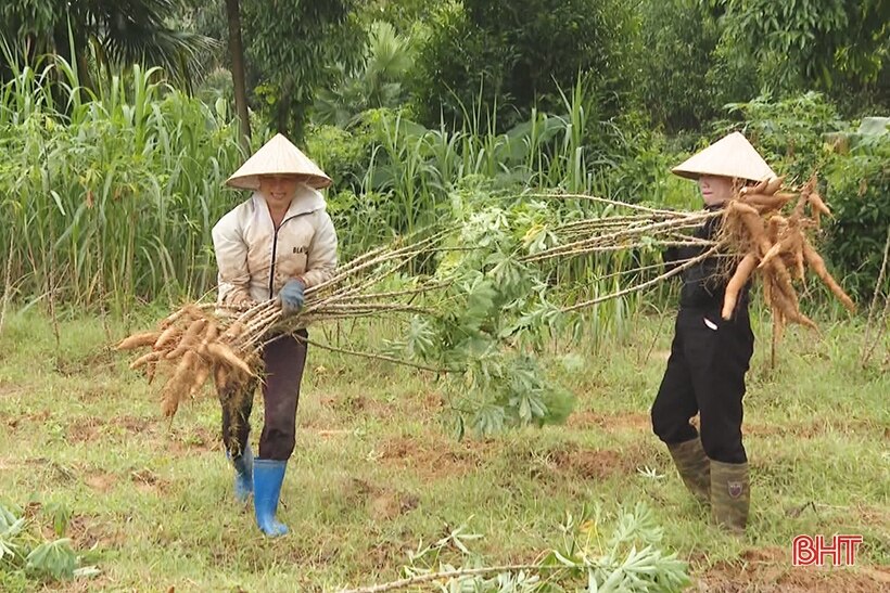 Người trồng sắn huyện Kỳ Anh mở rộng diện tích, kỳ vọng tiếp tục được mùa