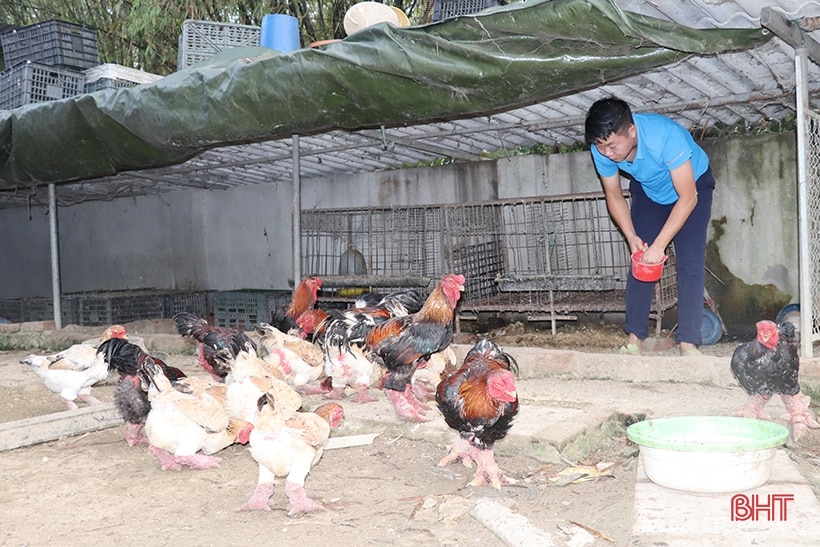 Nông dân Hà Tĩnh chăm con nuôi đặc sản bán tết