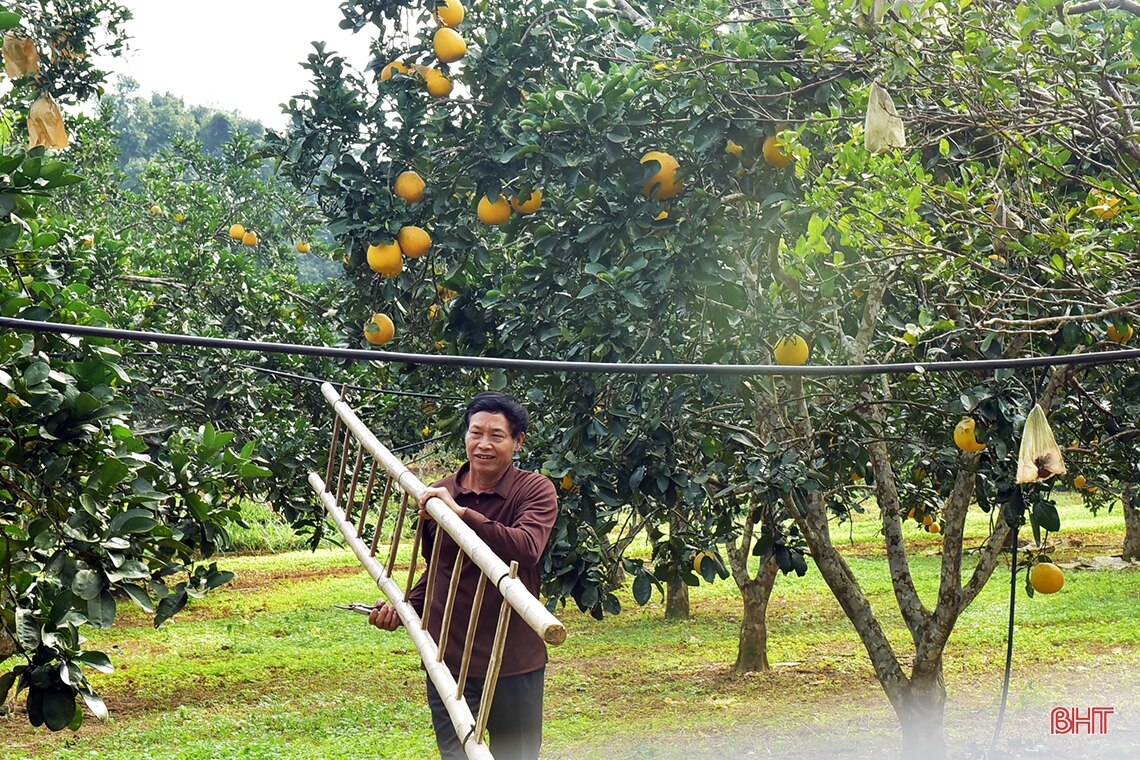 Ngắm vườn bưởi Diễn trĩu quả ở Hà Tĩnh, chưa tết đã đắt khách