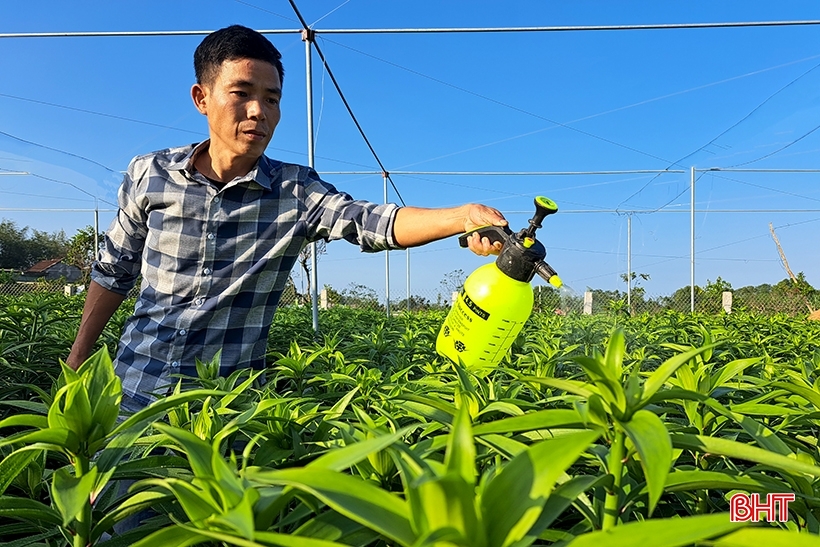 Hàng vạn cây hoa ly chớm nụ chờ tết ở Nghi Xuân