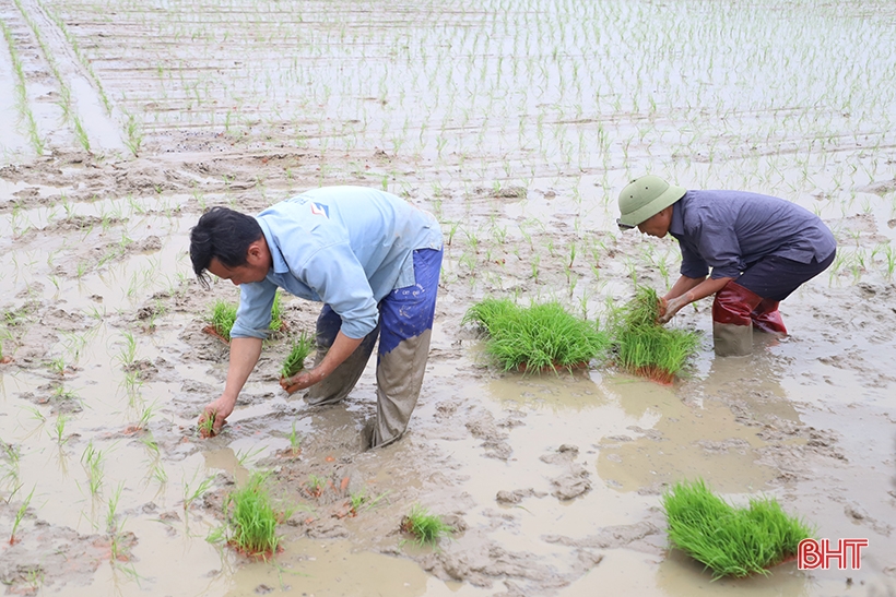 Nông dân Hà Tĩnh đồng loạt xuống đồng gieo cấy lúa xuân