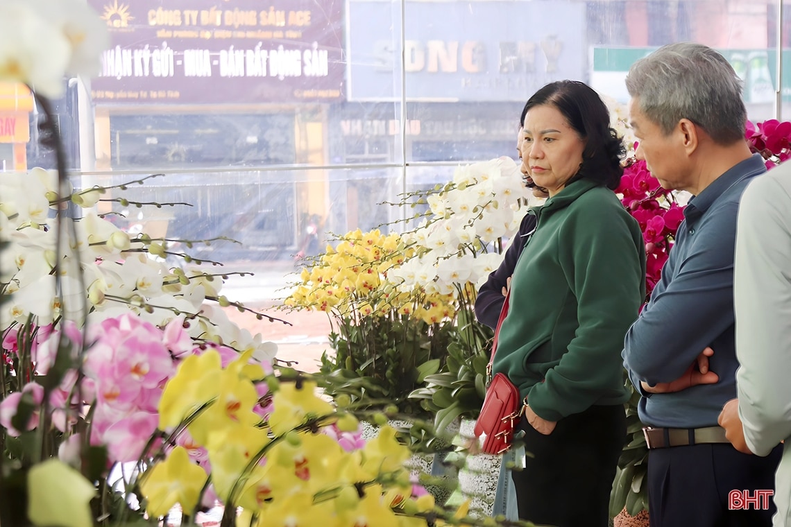 Những chậu lan hồ điệp “khủng”, giá cả trăm triệu đồng ở Hà Tĩnh