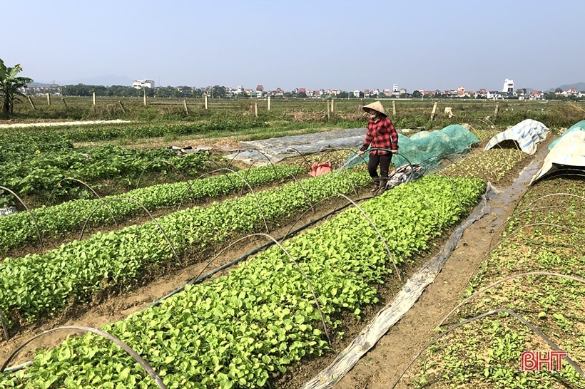 Giá rau xanh cao, nông dân Hà Tĩnh tranh thủ tăng diện tích sản xuất