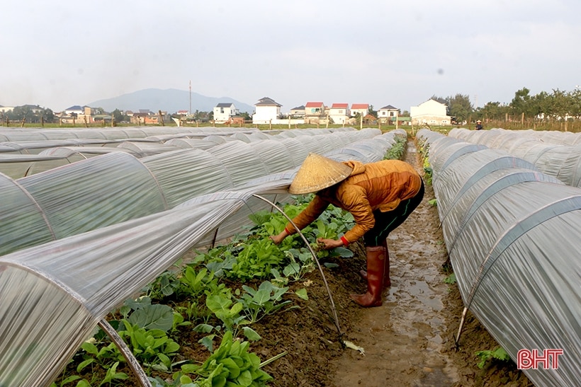 Giá rau xanh cao, nông dân Hà Tĩnh tranh thủ tăng diện tích sản xuất