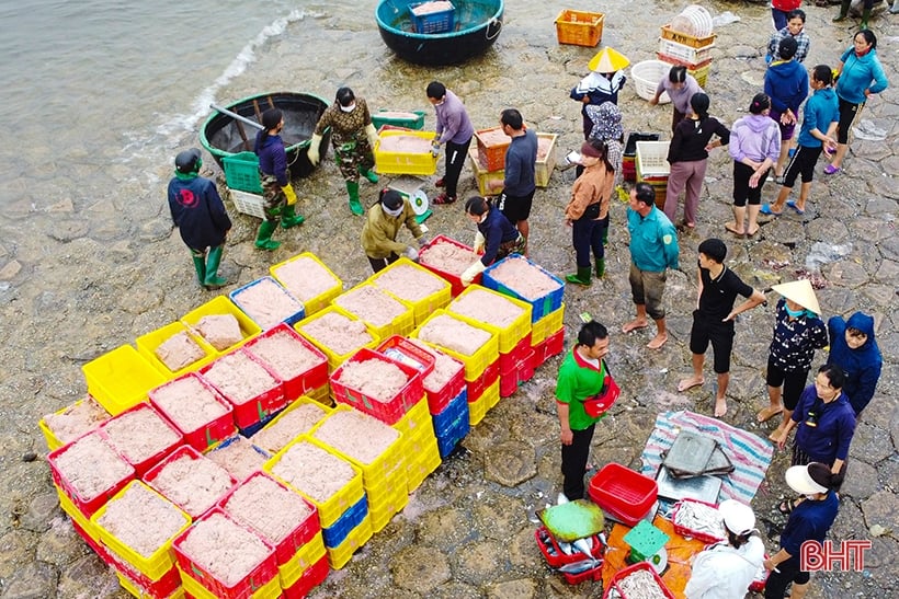 Ngư dân Cẩm Nhượng trúng đậm hải sản