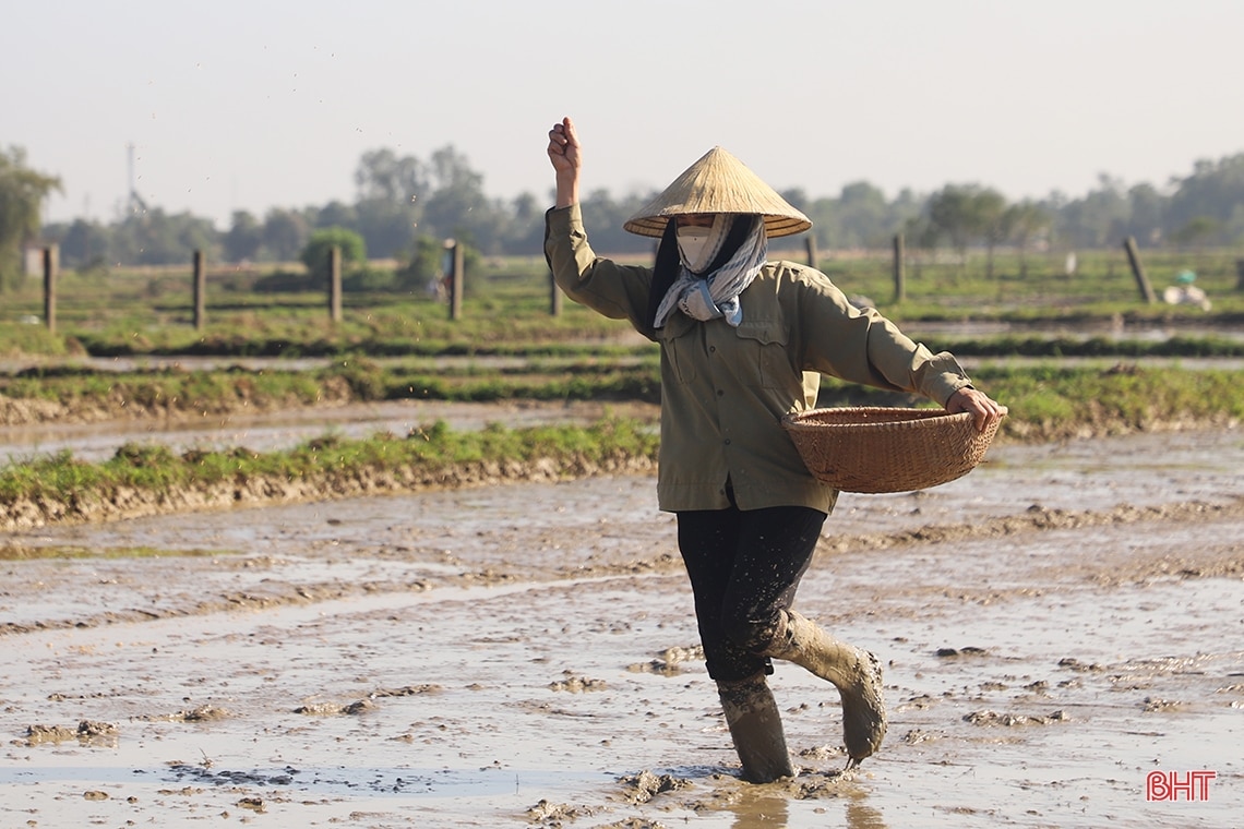 Nông dân Hà Tĩnh “đua” tiến độ gieo cấy lúa xuân