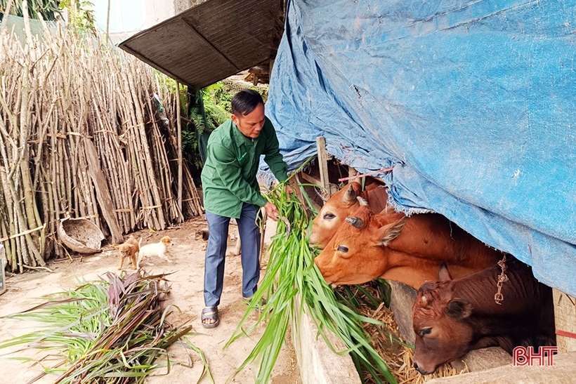 Hà Tĩnh chủ động bảo vệ đàn vật nuôi trong giá rét