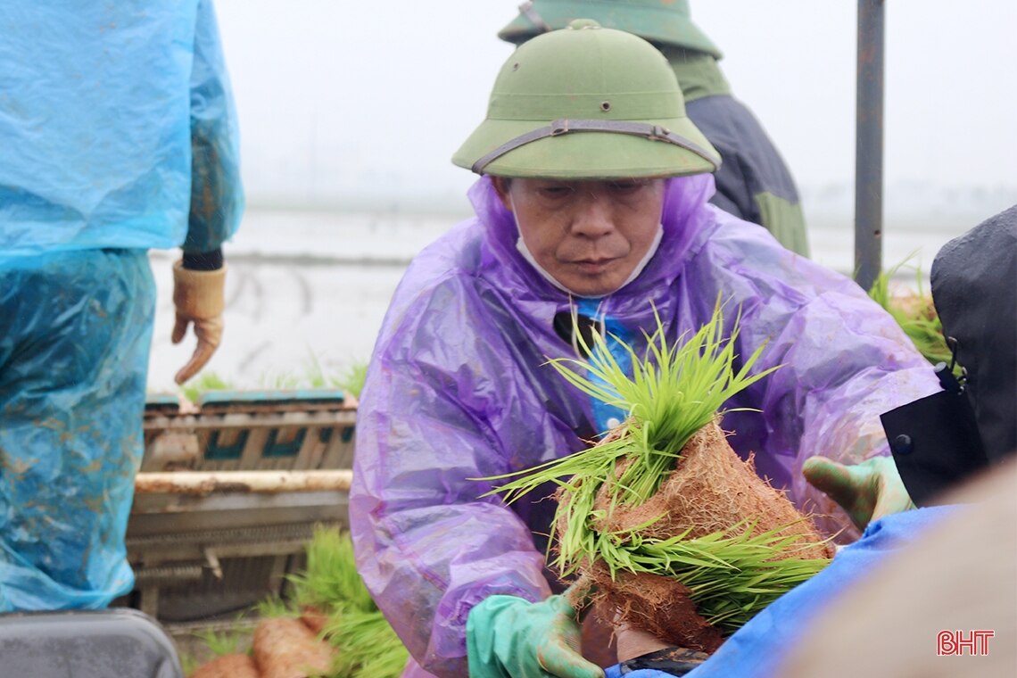 Cấy lúa hữu cơ bằng máy trên diện tích 5 ha ở Cẩm Xuyên