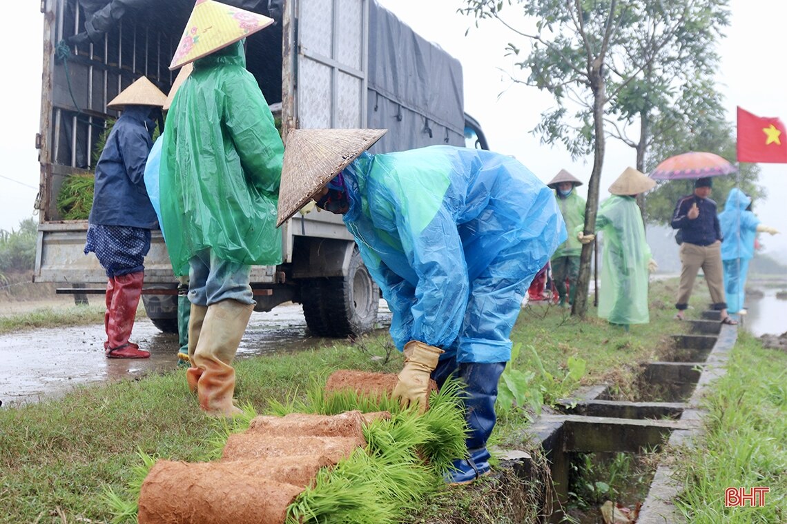 Cấy lúa hữu cơ bằng máy trên diện tích 5 ha ở Cẩm Xuyên