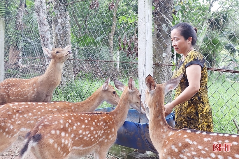 Hà Tĩnh xác nhận 100 cá thể hươu đực giống đạt tiêu chí bình tuyển