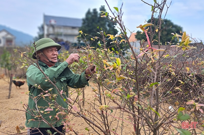 Ngắm vườn mai vàng dự kiến thu gần nửa tỷ đồng của lão nông Nghi Xuân